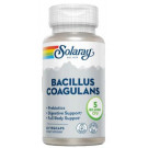 Bacillus Coagulans Solaray