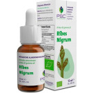 Ribes nigrum PSC