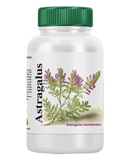 Astragalus de VByotics