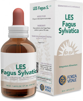 LES Fagus sylvatica