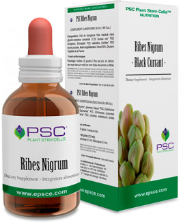 Ribes nigrum PSC