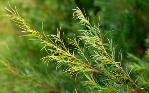 Aceite Esencial de Arbol de Te Labiatae