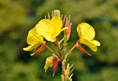 Aceite de Onagra Ecológico Labiatae