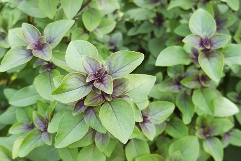 Gel de Ducha Tulsi y Jamrosa Khadi