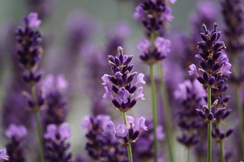 Aceite Esencial de Lavanda Esential Aroms