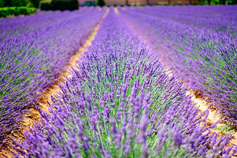 Aceite Esencial de Lavanda Eco Labiatae