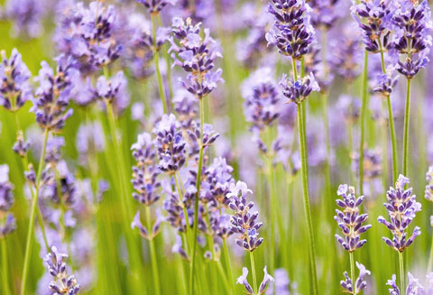 Agua Floral de Lavanda Bio Esential Aroms