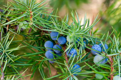 Aceite Esencial de Enebro Labiatae