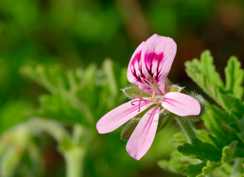 Aceite Esencial de Geranio Eco Labiatae