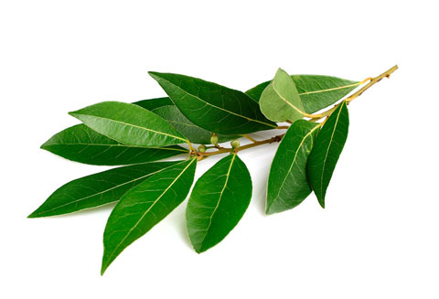 Aceite Esencial de Laurel Noble Esential Aroms