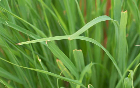 Aceite Esencial de Lemongrass Esential Aroms