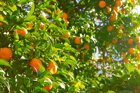 Aceite Esencial de Mandarina Eco Labiatae