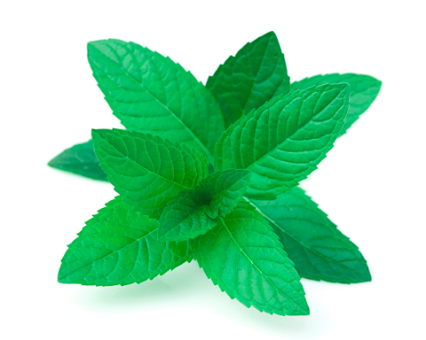 Aceite Esencial de Menta Piperita Eco Labiatae