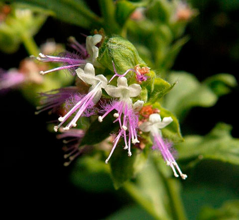 Aceite Esencial de Pachuli Labiatae