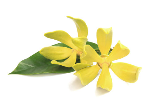 Aceite Esencial de Ylang Ylang III Labiatae