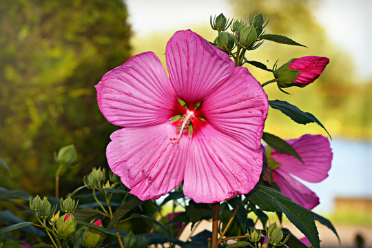 Acondicionador Capilar Natural Hibisco y Shikakai Soultree