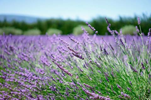 Hidrolato de Lavanda Bio Labiatae