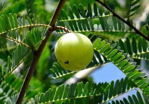 Mascarilla en polvo Amla de Khadi