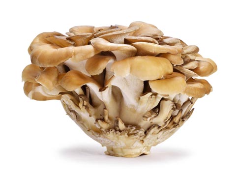 Cápsulas de Maitake