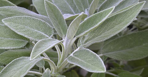 Salvia Ifigen