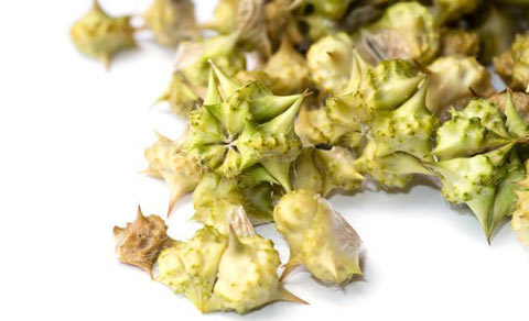 Tribulus Terrestris comprar