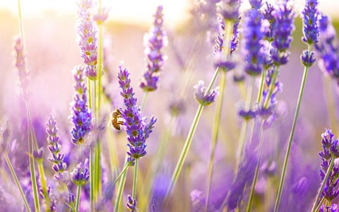 Aceite de Lavanda Madreselva Cosmética Natural