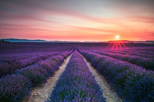 Aceite esencial de Lavanda BIO