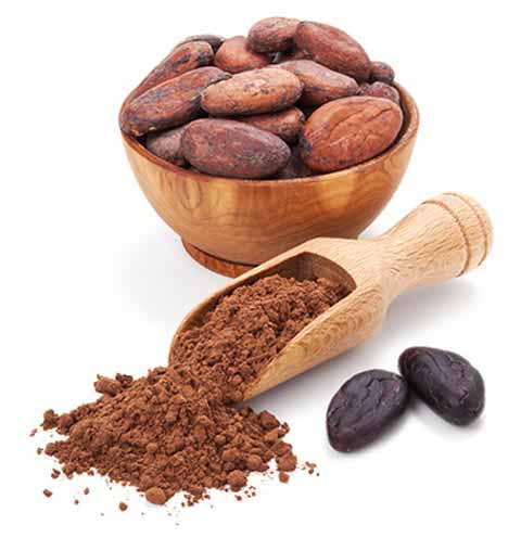 Comprar Cacao BIO en polvo 