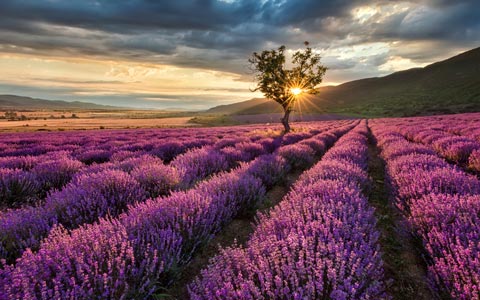 Jabón Natural Lavanda y Pachulí Madreselva Cosmética Natural